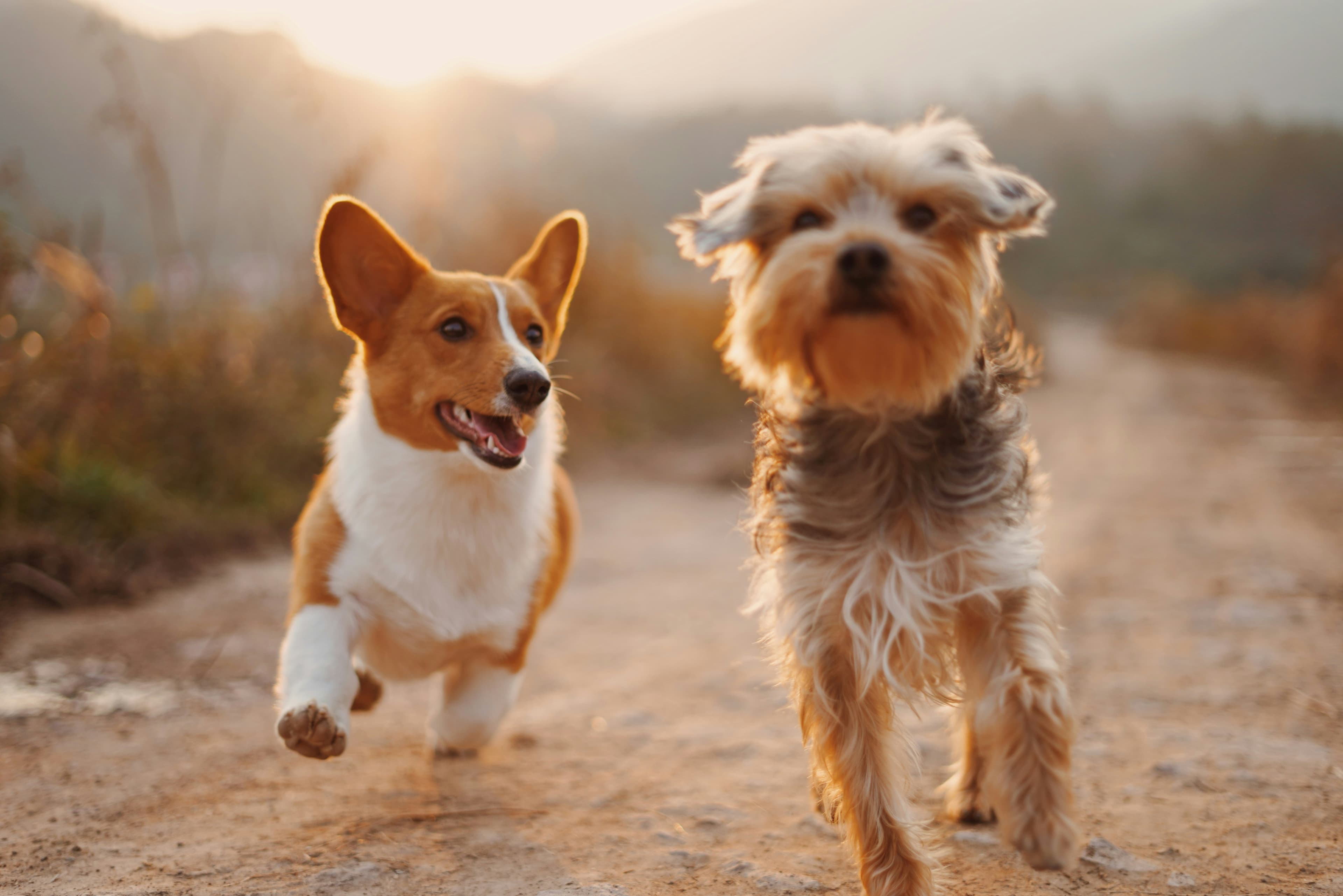 Breeder caring for puppies